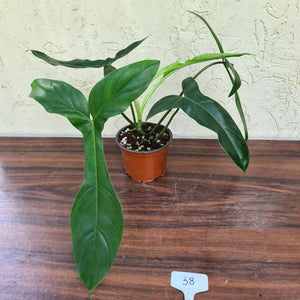 #38 Philodendron 69686 - 'Big Ears'