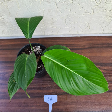 #58 Philodendron Geniculatum