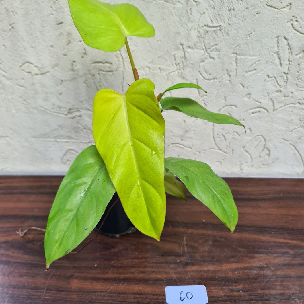 #60 Philodendron Golden Erubescens