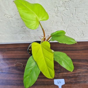 #60 Philodendron Golden Erubescens