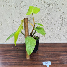 Load image into Gallery viewer, #60 Philodendron Golden Erubescens