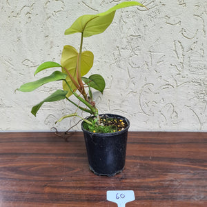 #60 Philodendron Golden Erubescens