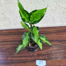 Load image into Gallery viewer, #57 Aglaonema Modestum Medio Pictum / Shingii