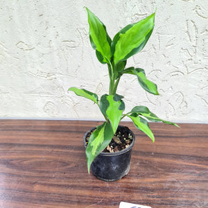 #57 Aglaonema Modestum Medio Pictum / Shingii