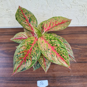#56 Aglaonema 'Ron's Special'