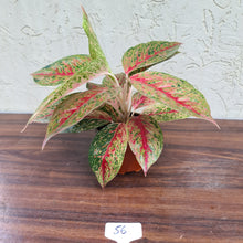 Load image into Gallery viewer, #56 Aglaonema &#39;Ron&#39;s Special&#39;