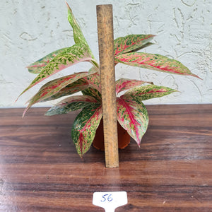#56 Aglaonema 'Ron's Special'
