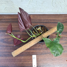 Load image into Gallery viewer, #21 Syngonium Erythrophyllum