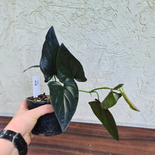Load image into Gallery viewer, #21 Syngonium Erythrophyllum