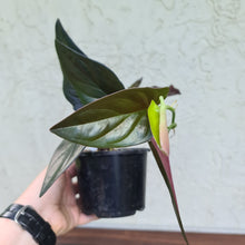 Load image into Gallery viewer, #21 Syngonium Erythrophyllum