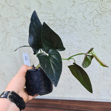 Load image into Gallery viewer, #21 Syngonium Erythrophyllum