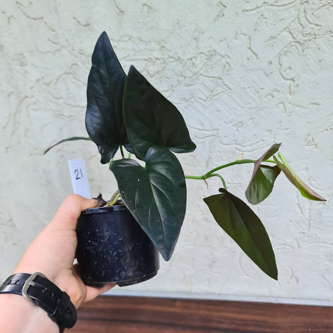 #21 Syngonium Erythrophyllum