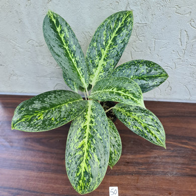 #50 Aglaonema 'Milky Way'