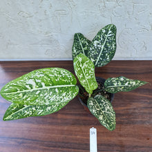 Load image into Gallery viewer, #34 Aglaonema &#39;Galaxy&#39; / &#39;Morodoklok&#39;