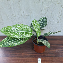 Load image into Gallery viewer, #34 Aglaonema &#39;Galaxy&#39; / &#39;Morodoklok&#39;