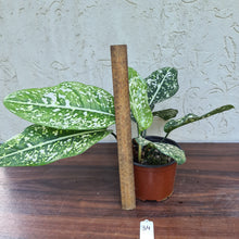 Load image into Gallery viewer, #34 Aglaonema &#39;Galaxy&#39; / &#39;Morodoklok&#39;