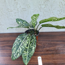 Load image into Gallery viewer, #34 Aglaonema &#39;Galaxy&#39; / &#39;Morodoklok&#39;