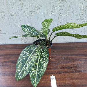 #34 Aglaonema 'Galaxy' / 'Morodoklok'