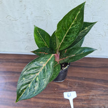 Load image into Gallery viewer, #61 Aglaonema NOID