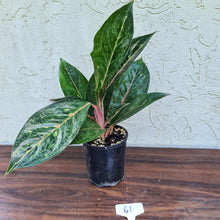 Load image into Gallery viewer, #61 Aglaonema NOID