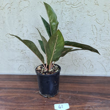 Load image into Gallery viewer, #61 Aglaonema NOID