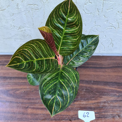 #62 Aglaonema Kresna