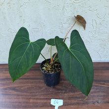 Load image into Gallery viewer, #64 Anthurium &#39;Black Sensation&#39; x