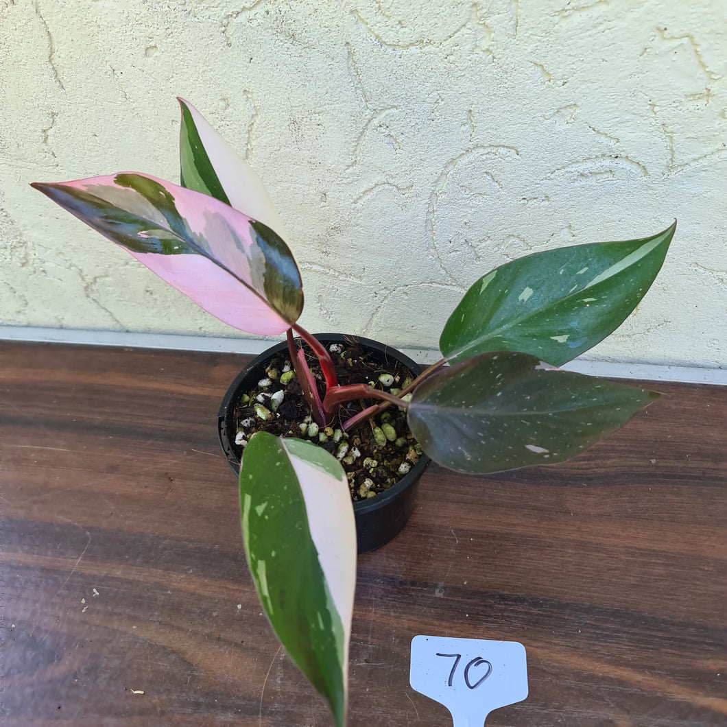 #70 Philodendron Pink Princess