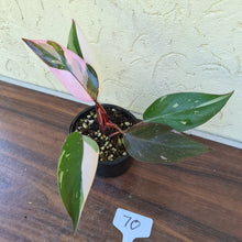 Load image into Gallery viewer, #70 Philodendron Pink Princess