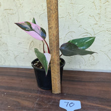 Load image into Gallery viewer, #70 Philodendron Pink Princess
