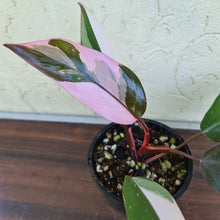 Load image into Gallery viewer, #70 Philodendron Pink Princess