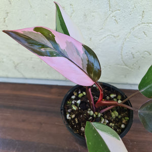 #70 Philodendron Pink Princess