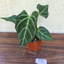 Load image into Gallery viewer, #73 Anthurium Magnificum Hybrid x