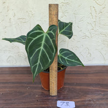 Load image into Gallery viewer, #73 Anthurium Magnificum Hybrid x