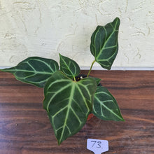 Load image into Gallery viewer, #73 Anthurium Magnificum Hybrid x