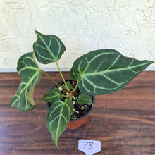 Load image into Gallery viewer, #73 Anthurium Magnificum Hybrid x