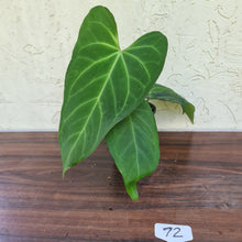 Load image into Gallery viewer, #72 Large Anthurium NOID