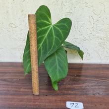 Load image into Gallery viewer, #72 Large Anthurium NOID