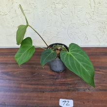 Load image into Gallery viewer, #72 Large Anthurium NOID