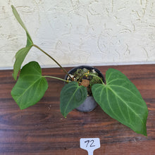 Load image into Gallery viewer, #72 Large Anthurium NOID