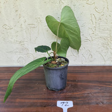 Load image into Gallery viewer, #72 Large Anthurium NOID