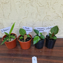 Load image into Gallery viewer, #9 BABY ANTHURIUM PACKAGE - 4 x SEEDLINGS