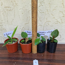 Load image into Gallery viewer, #9 BABY ANTHURIUM PACKAGE - 4 x SEEDLINGS