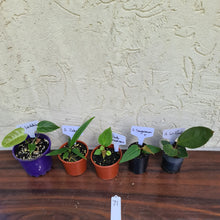 Load image into Gallery viewer, #71 BABY ANTHURIUM PACKAGE - 5 x SEEDLINGS