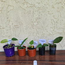 Load image into Gallery viewer, #71 BABY ANTHURIUM PACKAGE - 5 x SEEDLINGS