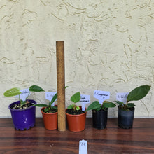 Load image into Gallery viewer, #71 BABY ANTHURIUM PACKAGE - 5 x SEEDLINGS