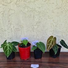 Load image into Gallery viewer, BABY ANTHURIUM PACKAGE - 4 x SEEDLINGS