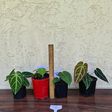 Load image into Gallery viewer, BABY ANTHURIUM PACKAGE - 4 x SEEDLINGS