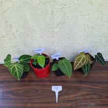 Load image into Gallery viewer, BABY ANTHURIUM PACKAGE - 4 x SEEDLINGS