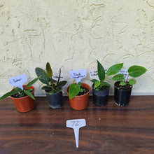 Load image into Gallery viewer, #72 BABY ANTHURIUM PACKAGE - 5 x SEEDLINGS